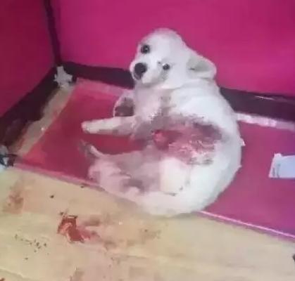 狗狗最新爆料视频播放,揭秘宠物界的秘密生活 第2张 狗狗最新爆料视频播放,揭秘宠物界的秘密生活 第2张